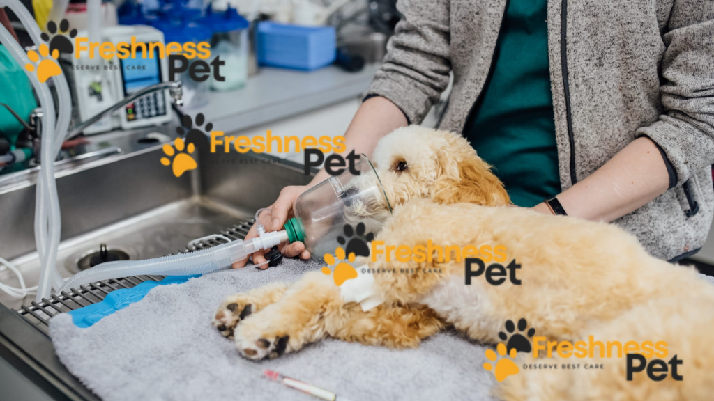 Anesthesia for Pets