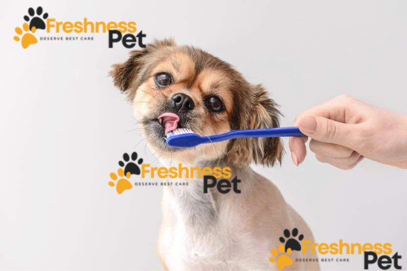 Pet Dental Care