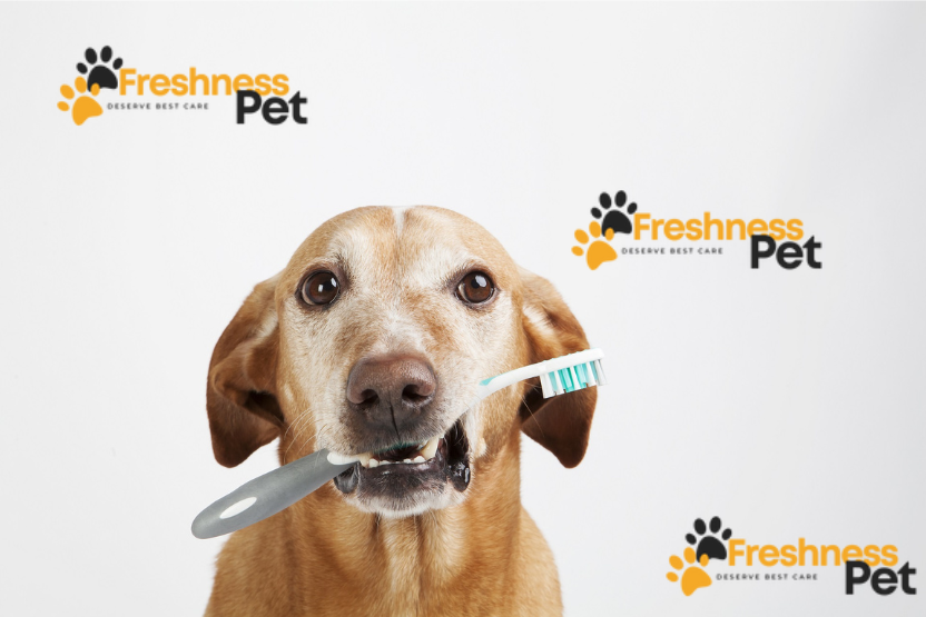 Pet Dental Care