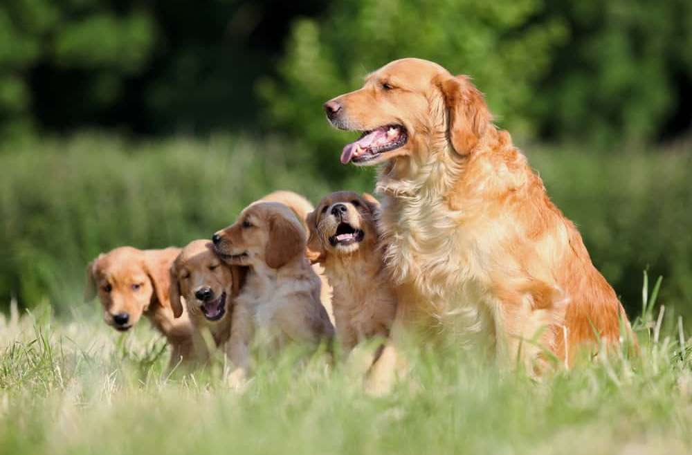 Dog Pooping Blood: What to Know