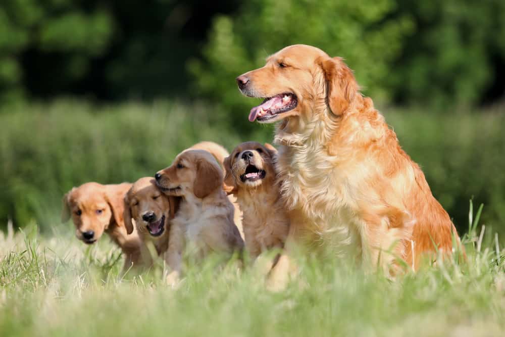 Dog Pooping Blood: What to Know