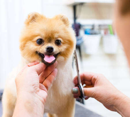 Female groomer haircut Pomeranian dog on the table of outdoor. process of final shearing of a dog's hair with scissors. salon for dogs.