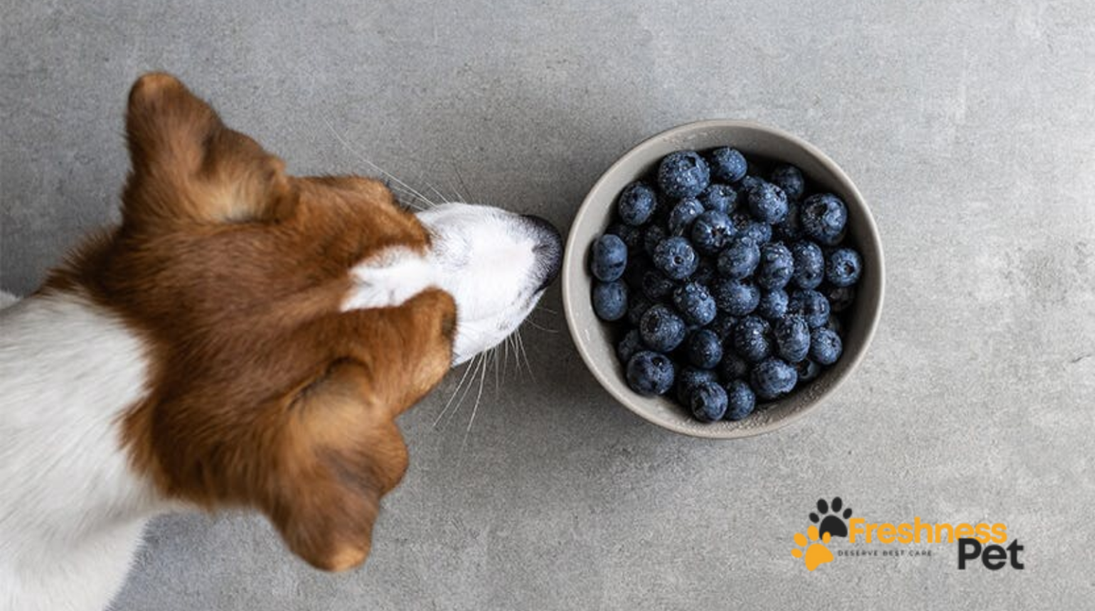 Can Dogs Eat Blueberries?