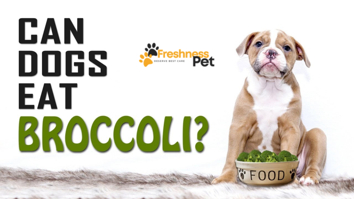 Can Dogs Eat Broccoli?